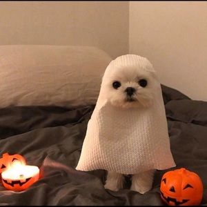 Meet your Posher, Shaylyn